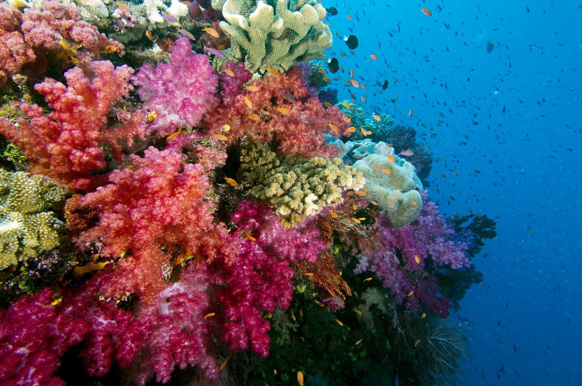 Jean-Michel Cousteau Resort Fiji Savusavu Luaran gambar